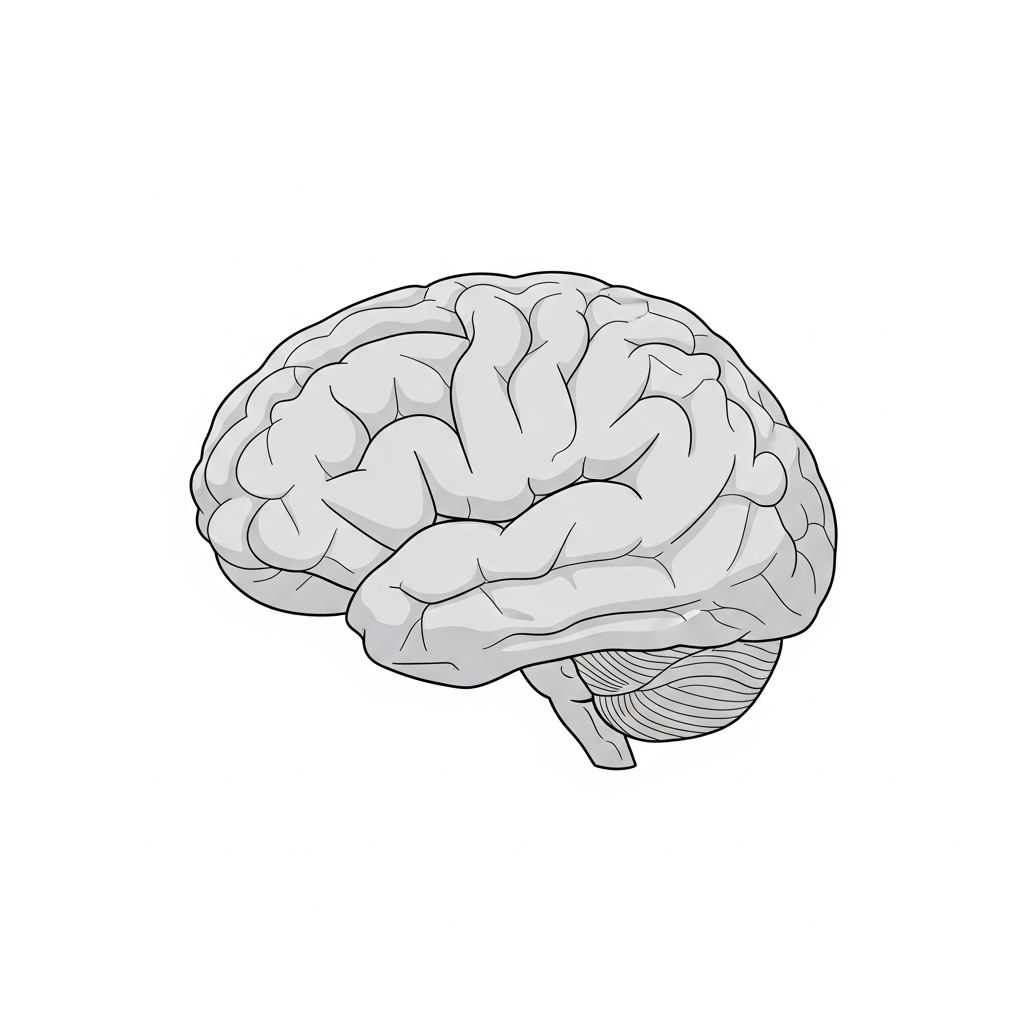 Human Memory